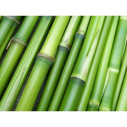 Fotomural bambú 