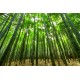 Fotomural cañas de bambú
