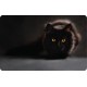Vinilo portátil gato negro